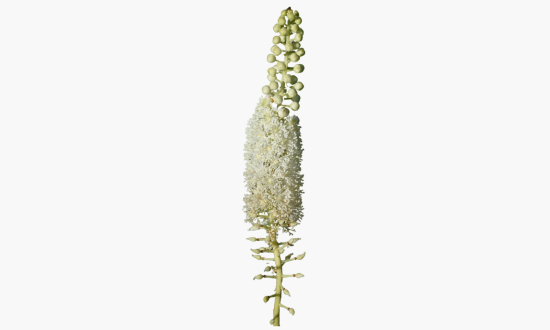 Cimicifuga Racemosa